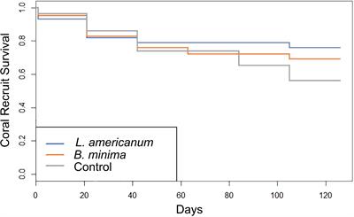 Native Herbivores Improve Sexual Propagation of Threatened Staghorn Coral Acropora cervicornis